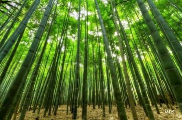 China has over 6 mn hectares of bamboo forests