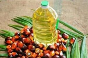 Oil palm promotion to turn NE states into oil palm hubs of India  Agri Minister