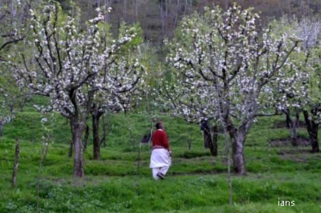 Agri exports up from Jammu   Kashmir  Ladakh  APEDA