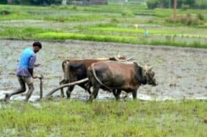 Monsoon 2021 expected to rescue India s agriculture in FY22