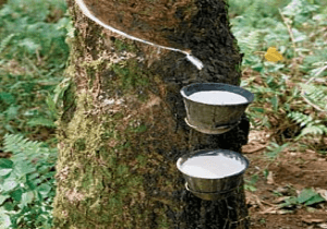 'Rubber cultivation in northeast vital to meet demand'