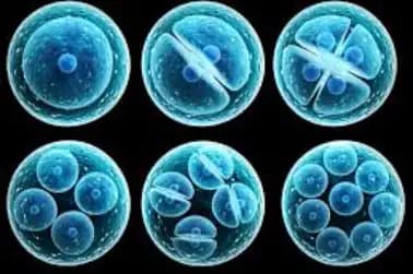 Stem cell regime has no