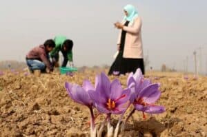 NECTAR to explore saffron farming in North East region