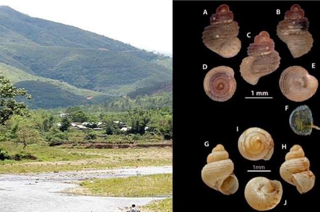 Scientists discover snail species in M laya cave  conduct study on mollusc across NE
