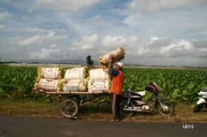 Farmers oppose govt s plan to introduce contract farming in tobacco sector