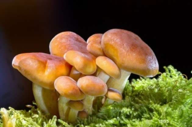 Scientists exploring medicinal mushrooms  Chinese herbs to treat Covid