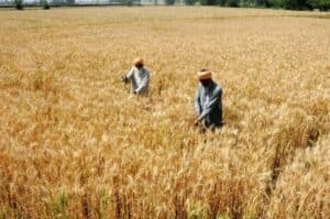 India may harvest over 112 mn tonnes of wheat  IIWBR Director