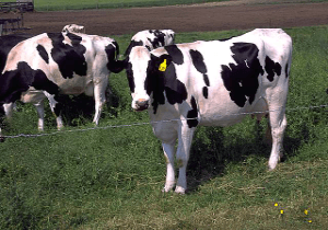 Cow's milk can deliver AIDS drug to infants