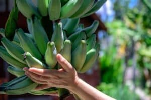 Industry institute initiative to make banana farmers to go bananas