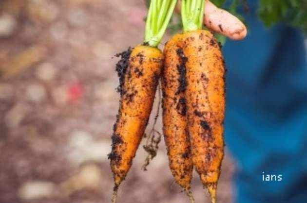 Superfoods for healthy skin during Winters