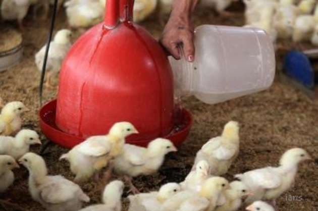 Poultry business in Kerala can be good as 300 cr eggs arrive from other states