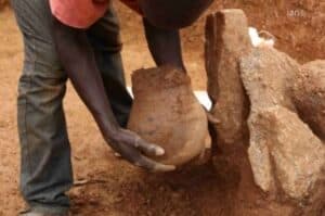 Cooked leafy greens were first served 3 500 years ago  Study
