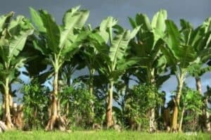 What is good for banana  is also good for cumin