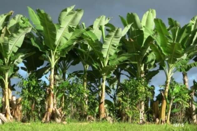 What is good for banana  is also good for cumin