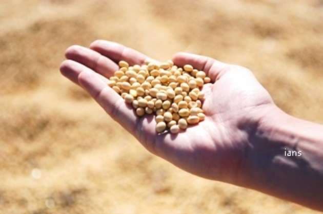 Govt imposes stocks limit on soya meal