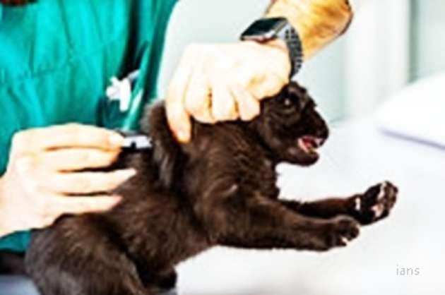 Phoenix zoo vaccinates 75 animals against Covid