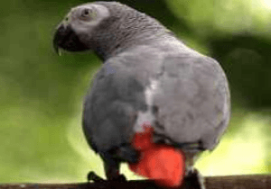 Parrot abuses Brit trying to rescue it from busy road