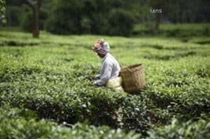 Assam tea industry eyes solar projects to augment revenue
