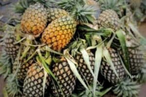 At  3 26 mn  pineapple exports record near 100  growth