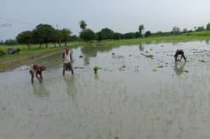 Cultivation of Bio fortified rice gaining popularity in Bihar