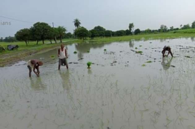 Cultivation of Bio fortified rice gaining popularity in Bihar