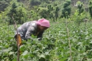 Encourage natural farming to tap organic market  PM