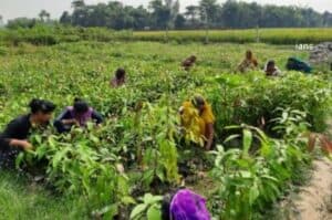 Time to focus on pulses  oilseeds production  says IPGA
