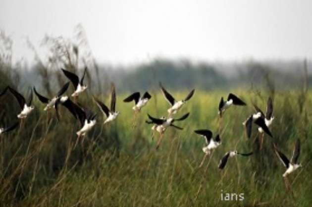 Birders eagerly await Big Bird Day on Sunday
