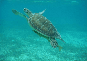 15,000 endangered sea turtles nest in Nicaragua