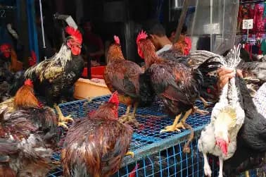 Chicken prices fall 70