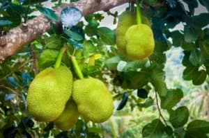 Durian and Jackfruit