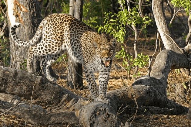 Leopard spotted Chandigar