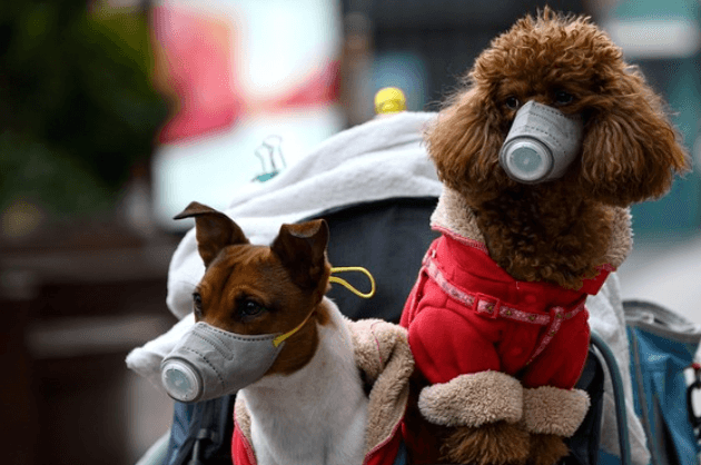Can you catch coronavirus
