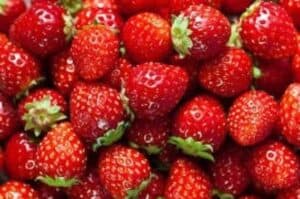 Sugarcane farmers opt for strawberries for better returns