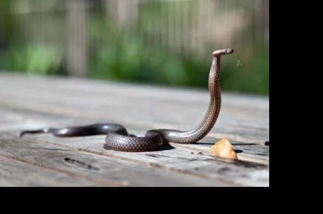 IISc efforts to save country s 2L annual snakebite victims