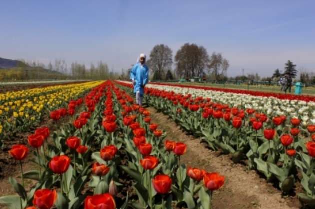 Sunshine greets visitors as Srinagar throws open Tulip Garden