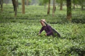 War to affect India s tea exports to CIS nations  says industry body
