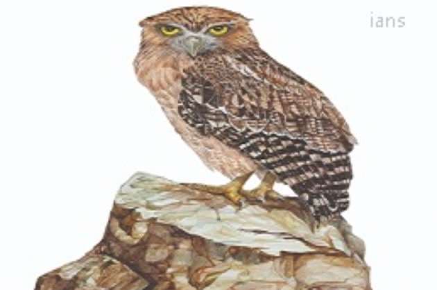 ID tools for 16 commonly found owl species launched to help law enforcement agencies