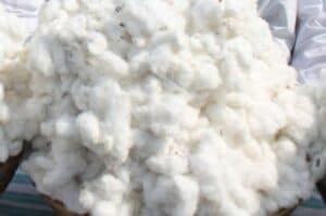 T gana  Wadhwani AI team up to benefit cotton farmers