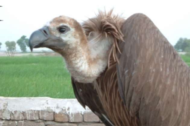 India s plan ensures vultures rule skies once again