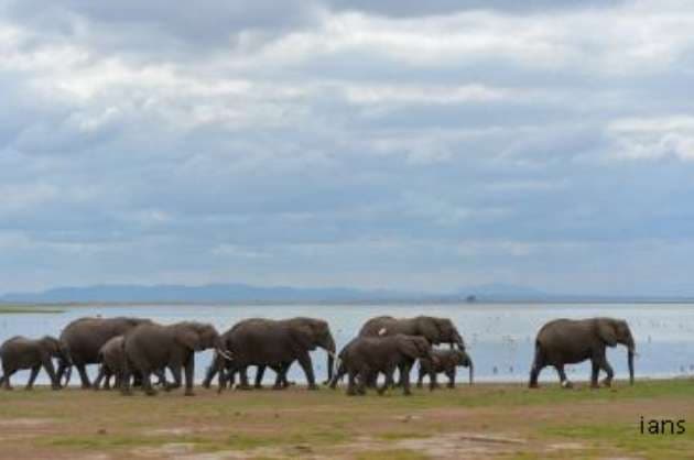 Kenya s elephant number increases at 2 8