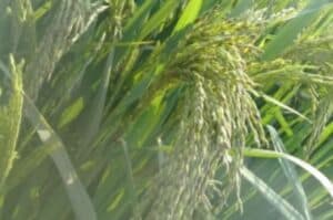Black rice farmer in Andhra hopeful of bumper harvest