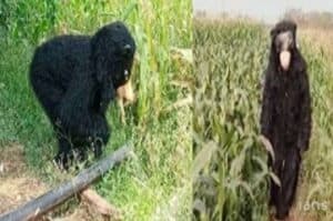 Telangana farmer s innovative trick to protect crops