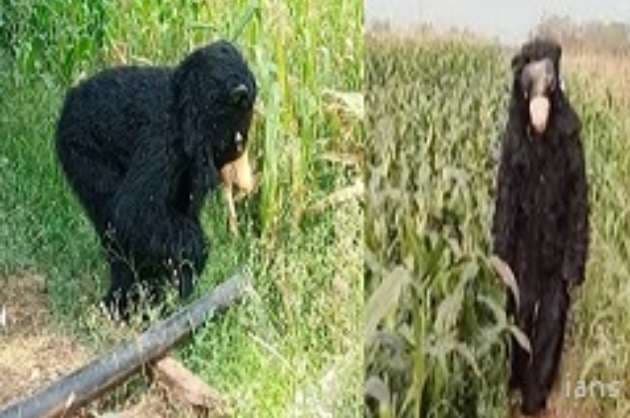 Telangana farmer s innovative trick to protect crops