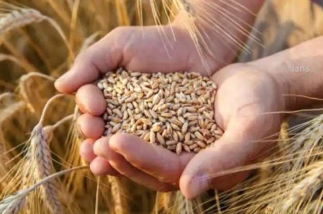 Heatwave  reduced wheat production credit negative for India  Moody s