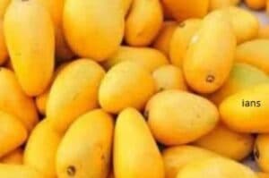 Kisan Rail  carrying mangoes chugs to Delhi from K taka