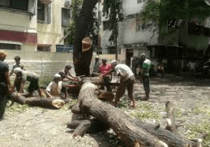 BMC to hack 350 trees for development projects