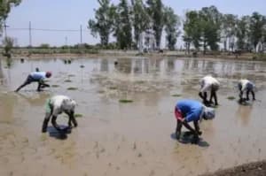 Crop planting delayed in