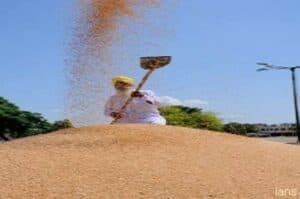 Wheat procurement at all time high  paddy procurement on