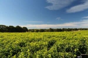 African nations urged to promote inclusive agriculture